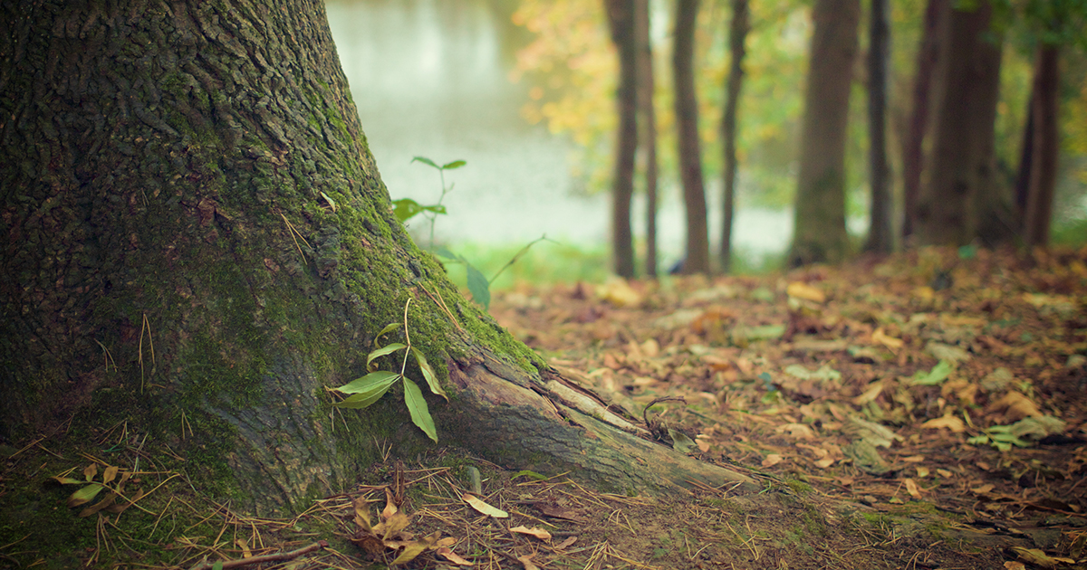 Bois et forêts : quels avantages pour l'investisseur ?